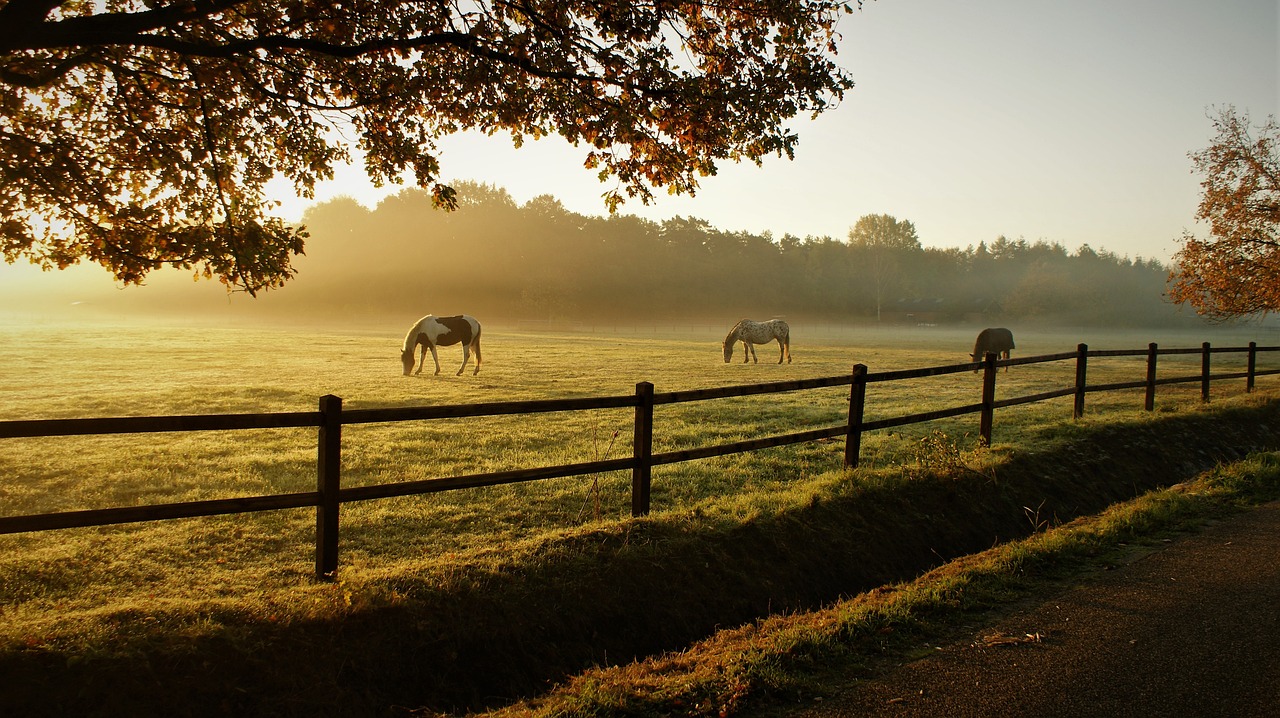 FARM &amp; RANCH