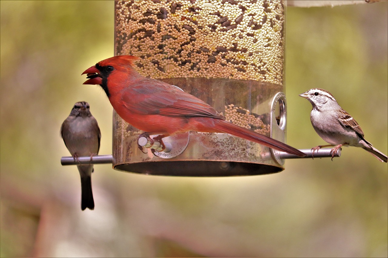 PET &amp; WILD BIRD