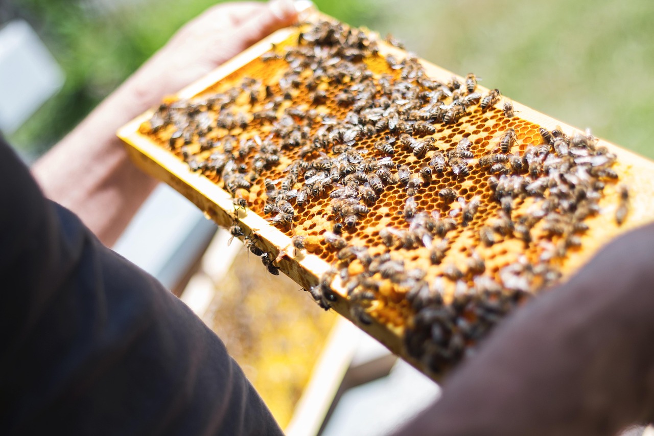 BEEKEEPING